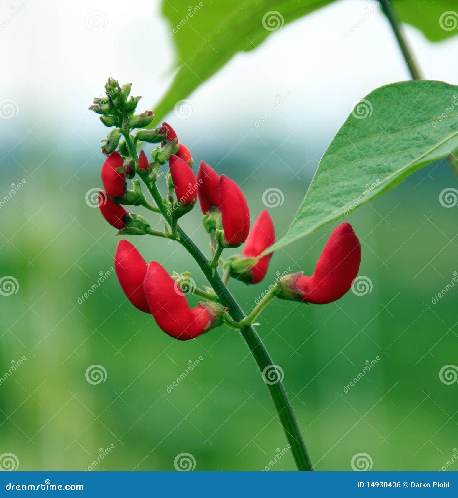 Bean Flower Phaseolus Coccineus Stock Photo Image of time