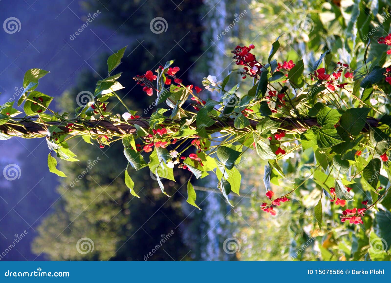 Bean Flower Phaseolus Coccineus Stock Photo Image of types, flowers