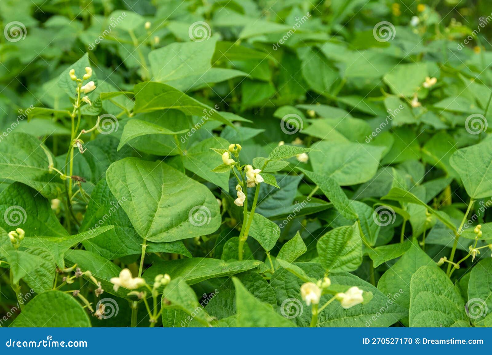 Bean flowers stock photo. Image of blooming, outdoors 270527170