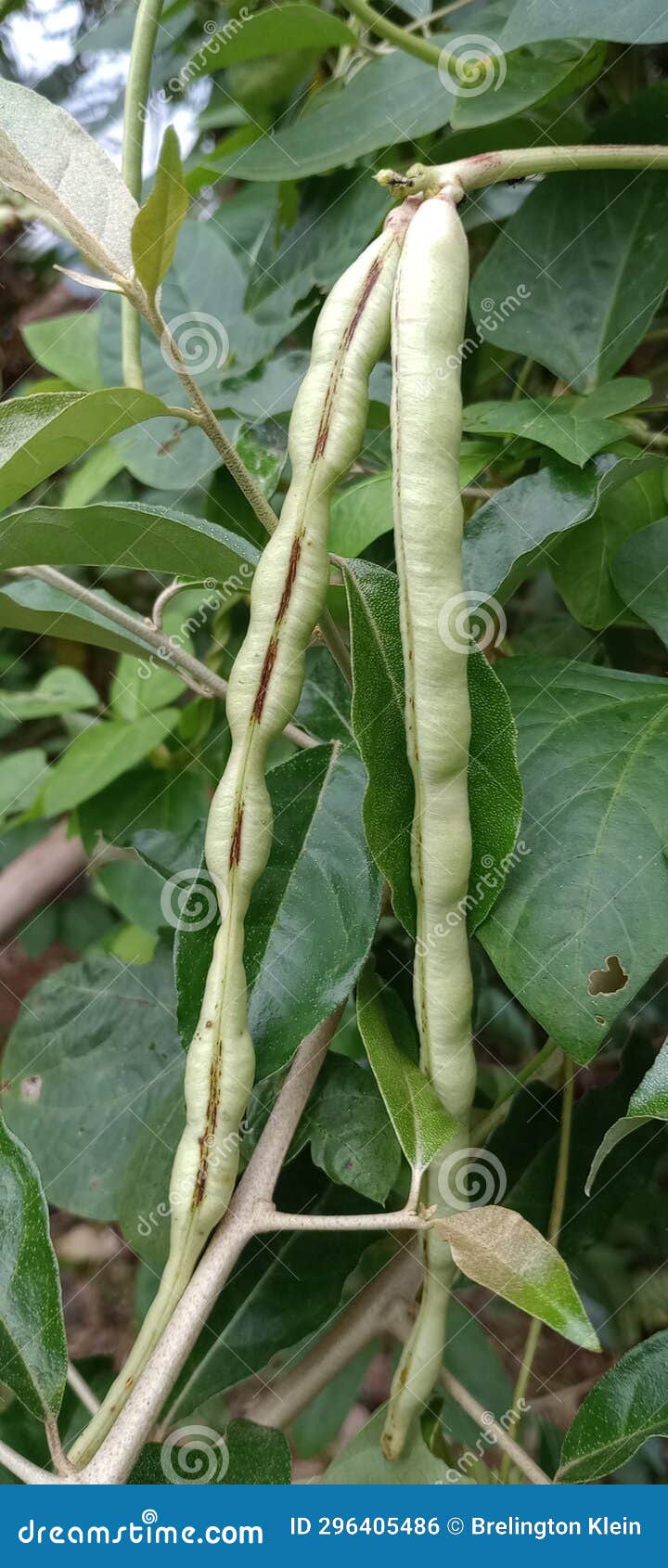 Bean so Fresh Good for Healthy Skin Stock Photo Image of bean, good