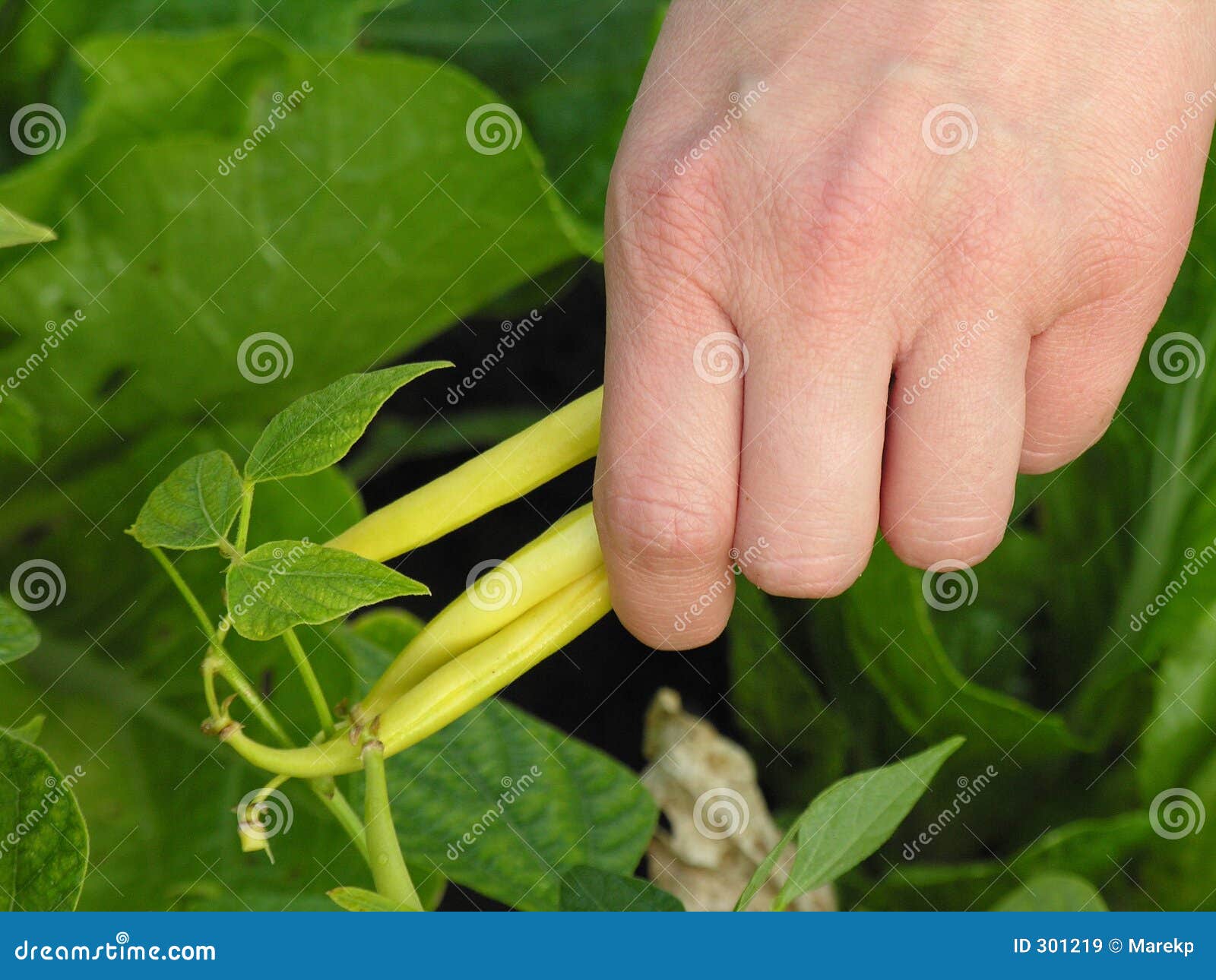 Bean harvesting stock image. Image of field, leaf, health 301219