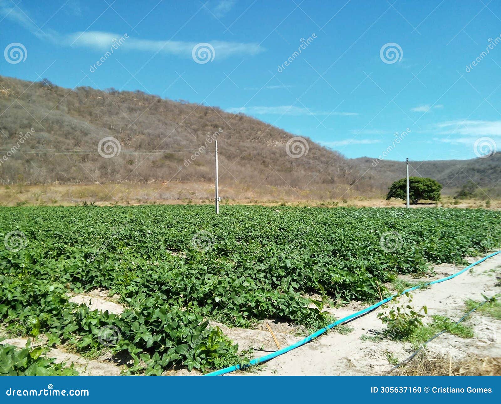 irrigated bean cultivation area in a semi-arid area led by family farmers