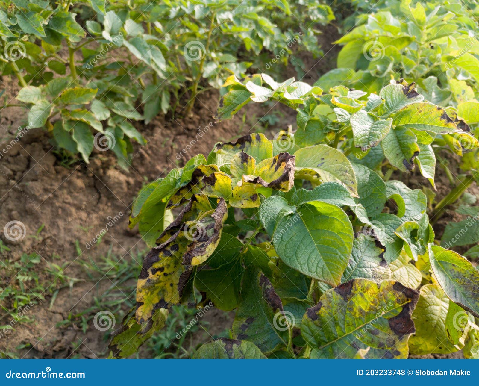 Bean Leaf Disease, Bacterial Blight, Crop Planting at the Fields Stock