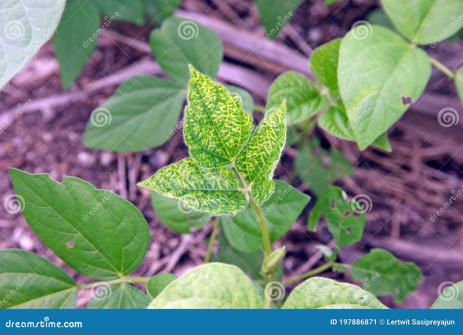 Bean Mosaic Virus Disease on Mung Bean Stock Image - Image of virus