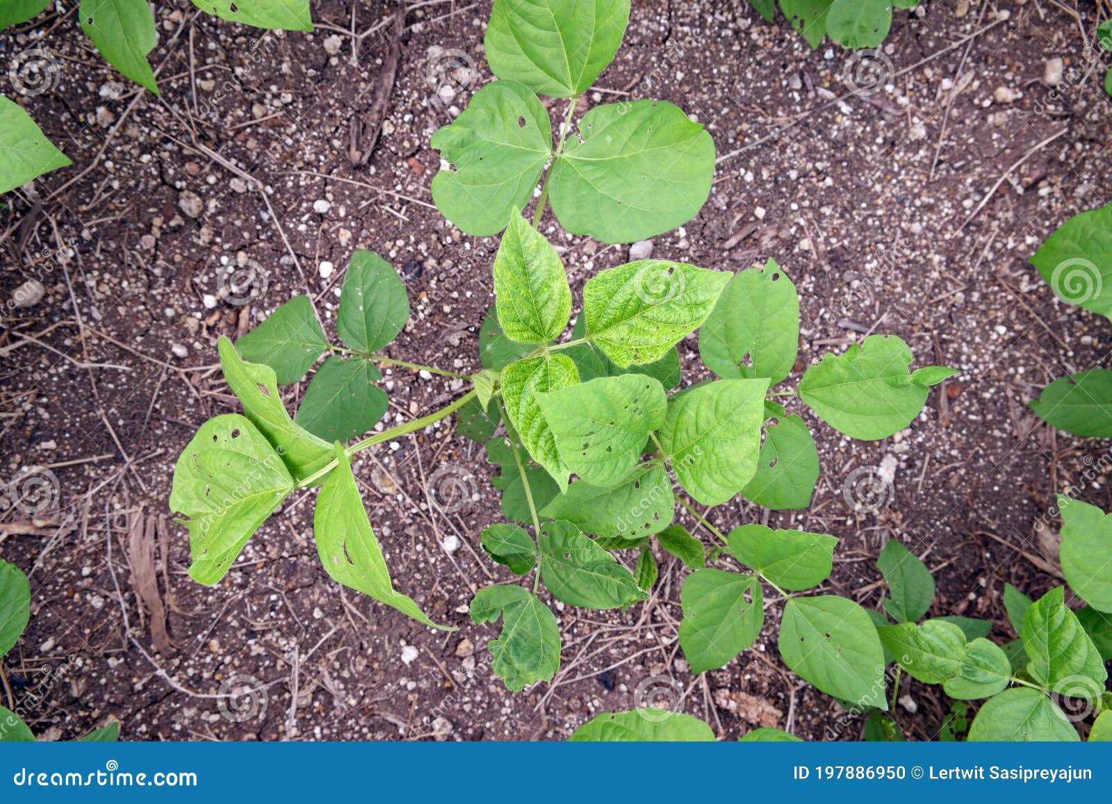 Bean Mosaic Virus Disease on Mung Bean Stock Photo - Image of whitefly