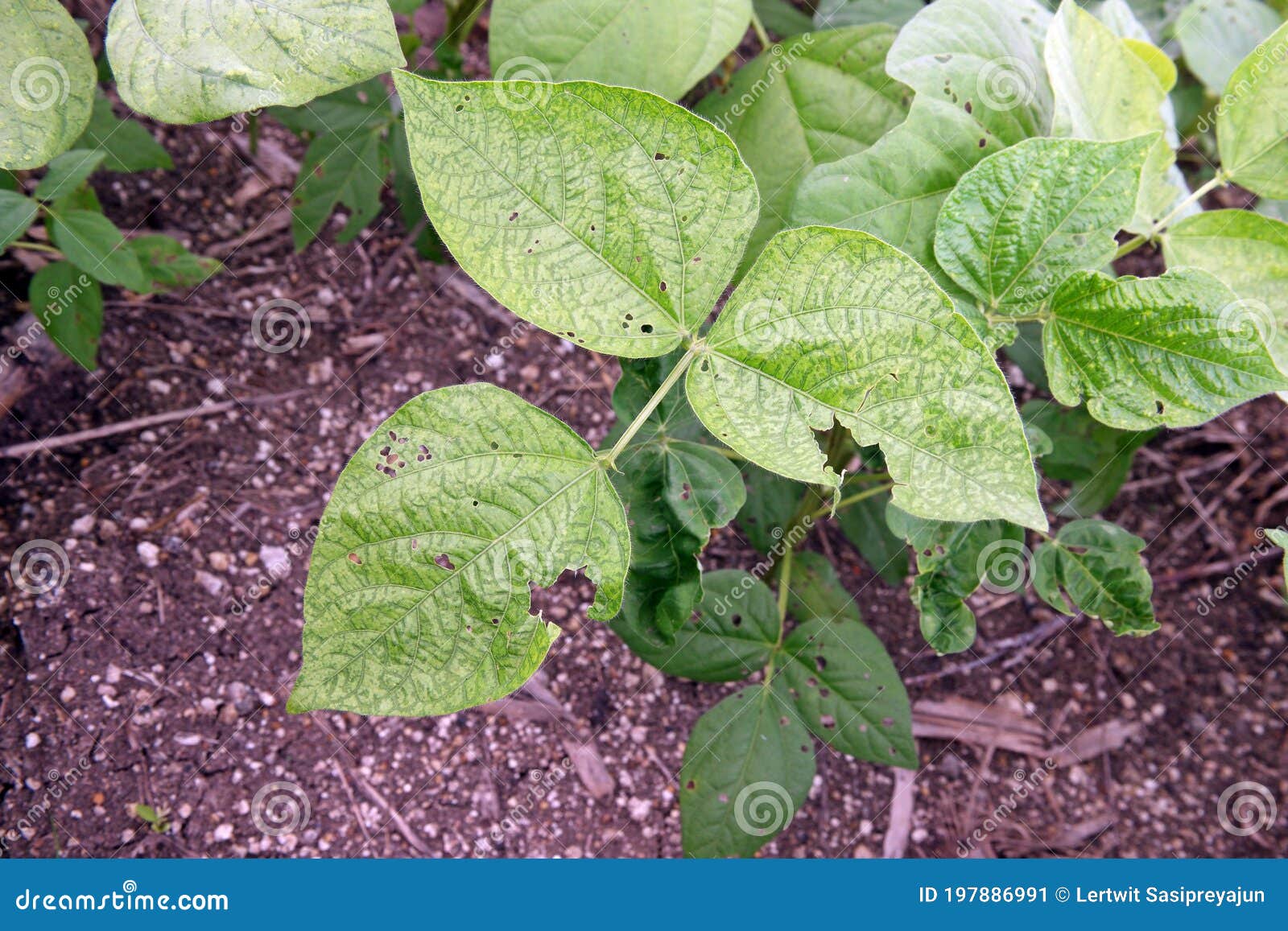 Bean Mosaic Virus Disease on Mung Bean Stock Image - Image of close