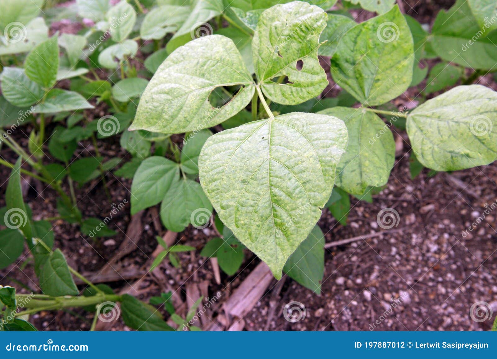 Bean Mosaic Virus Disease on Mung Bean Stock Photo - Image of foliage