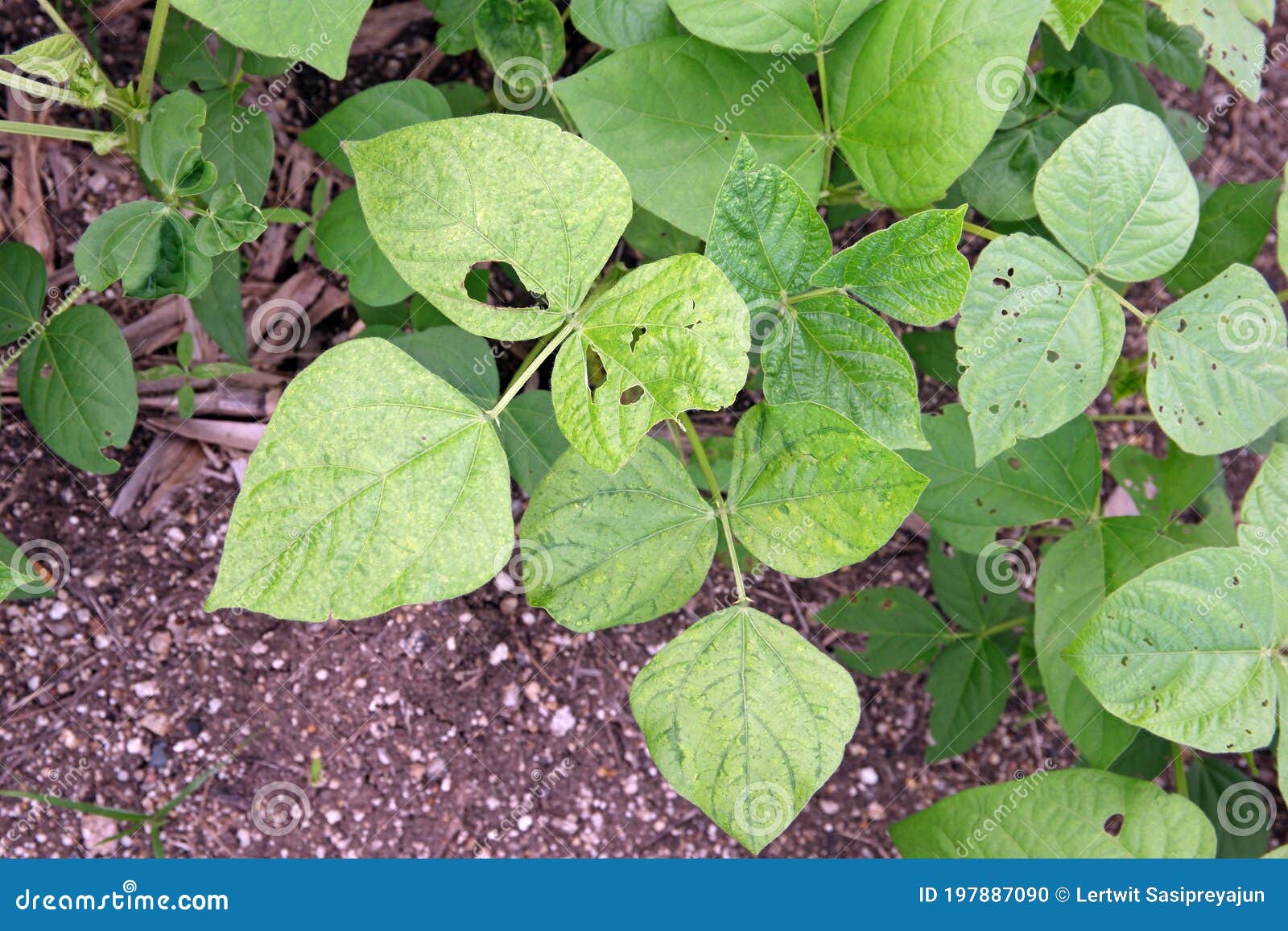 Bean Mosaic Virus Disease on Mung Bean Stock Photo - Image of nature