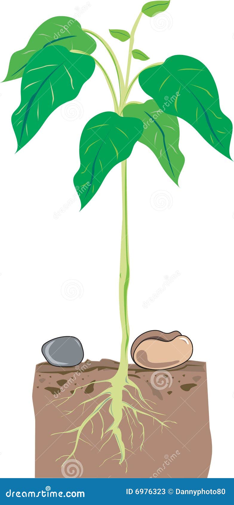 Bean plant stock illustration. Illustration of draw, tree - 6976323