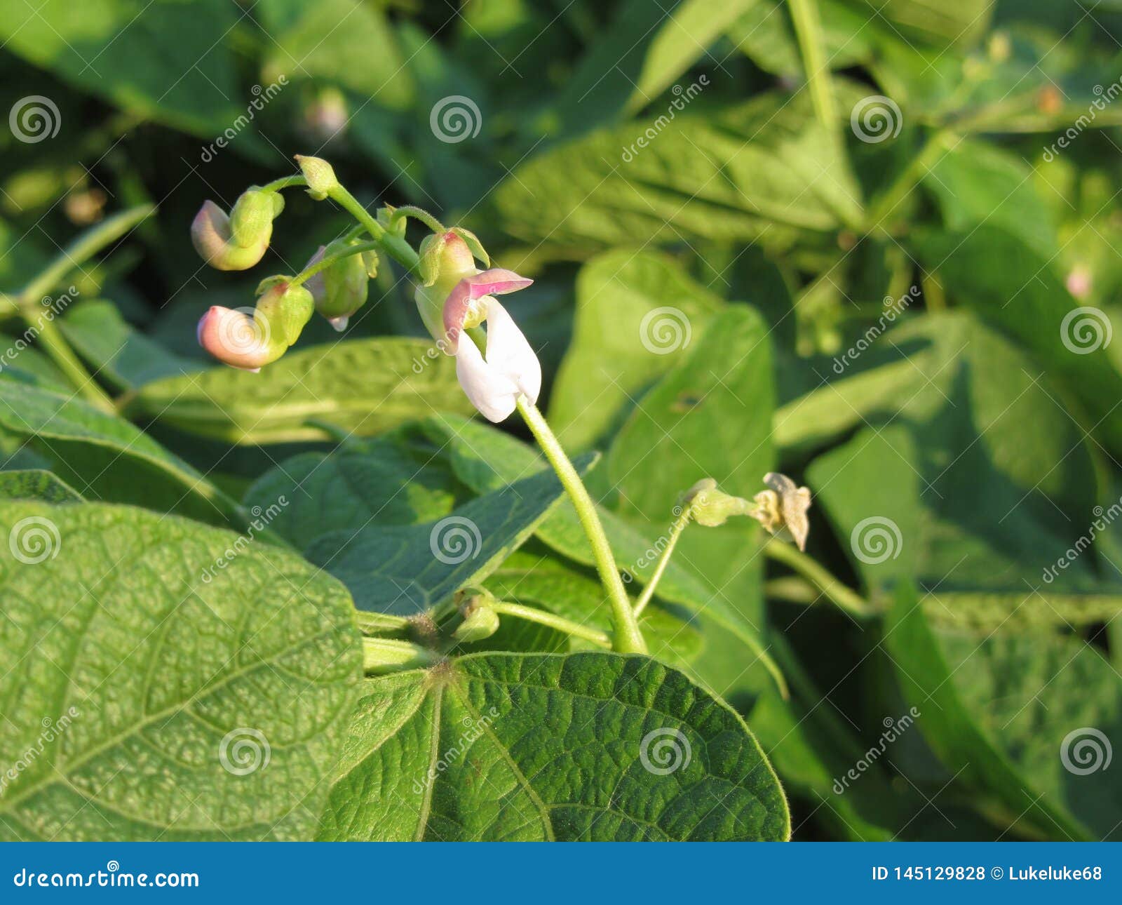 Bean Plant with Flowers Growing in the Garden Stock Photo Image of