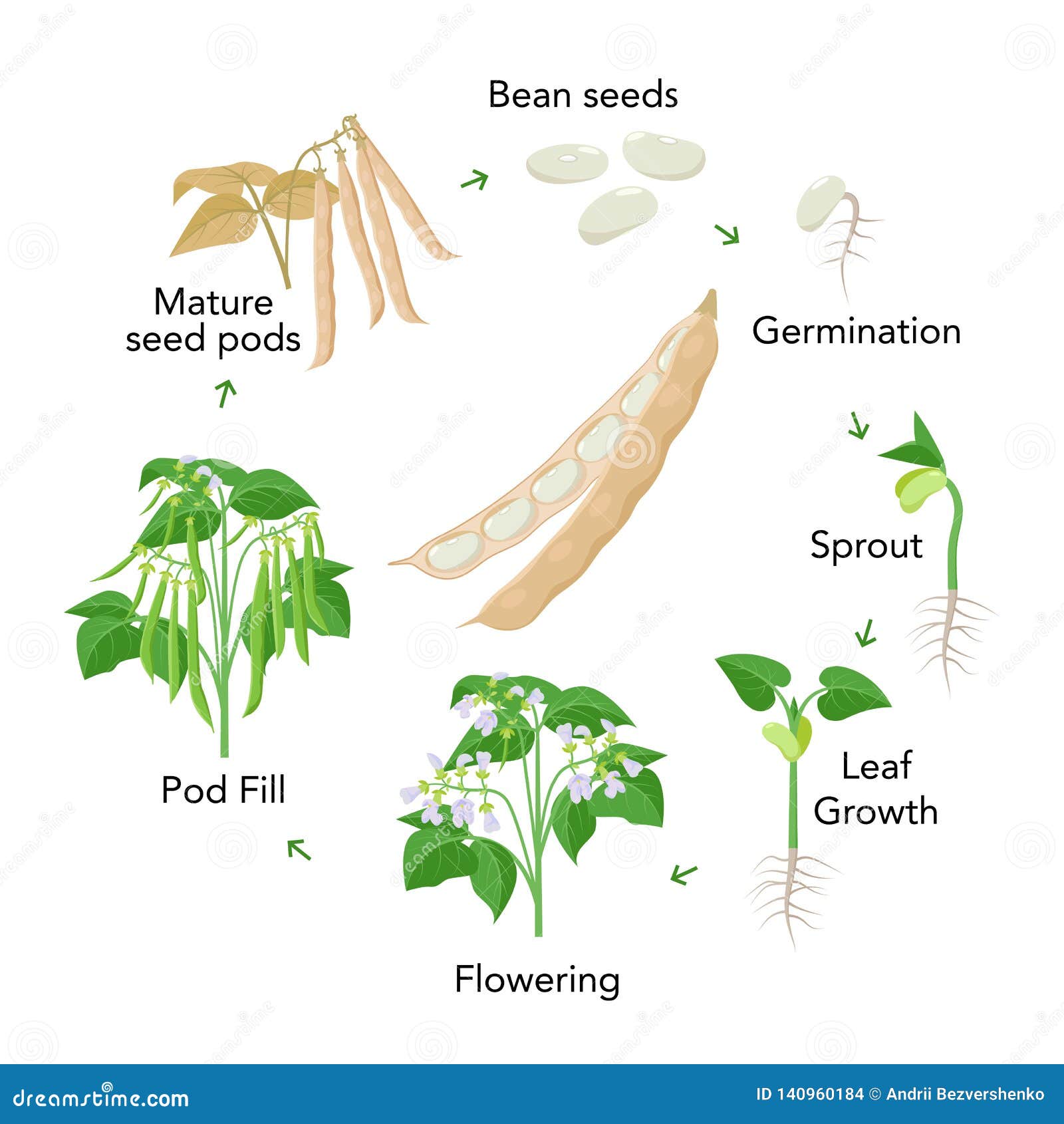 Bean Plant Growth Stages Infographic Elements In Flat Design. Planting ...
