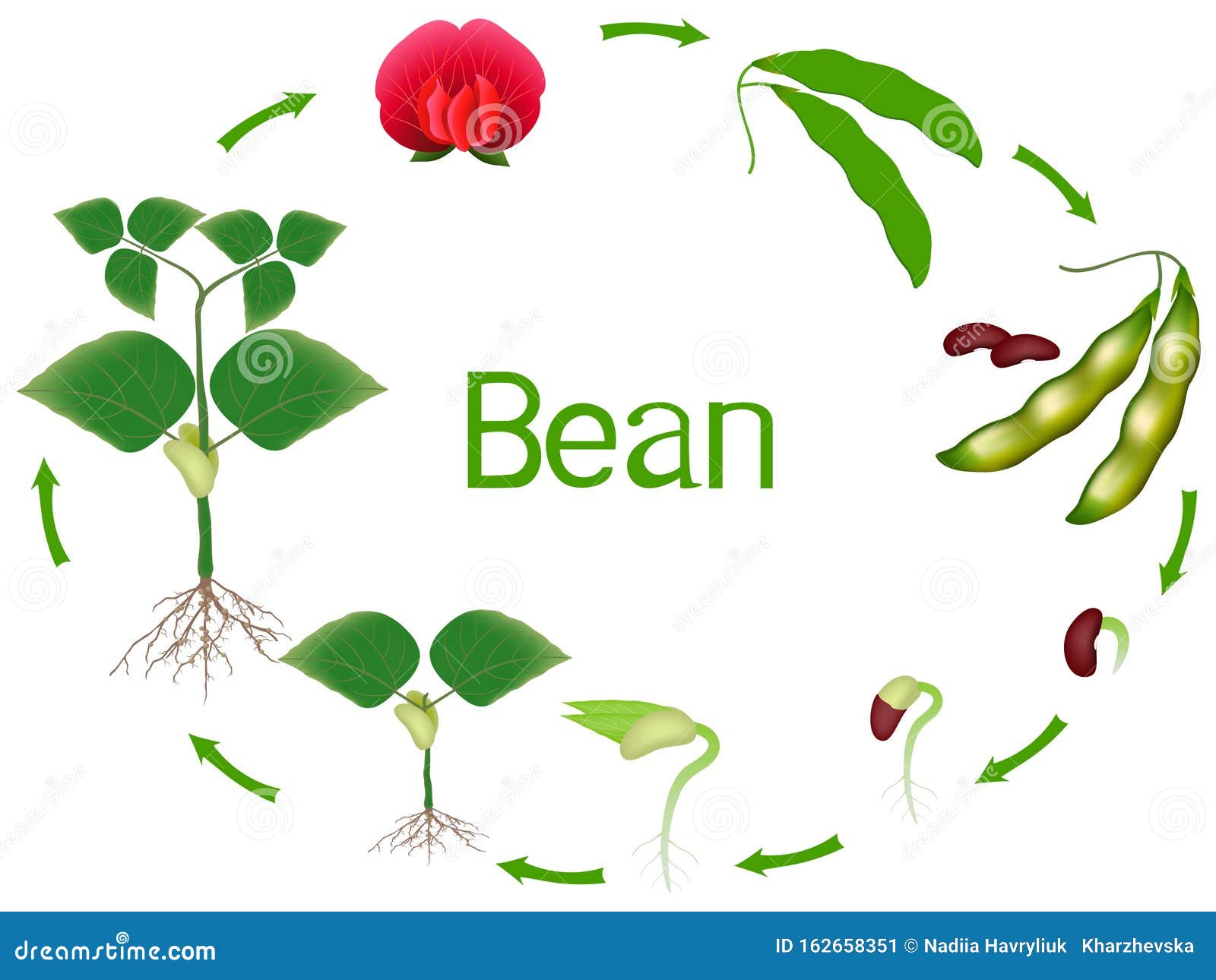 Green bean plant stages Idea | cathyshepherdot