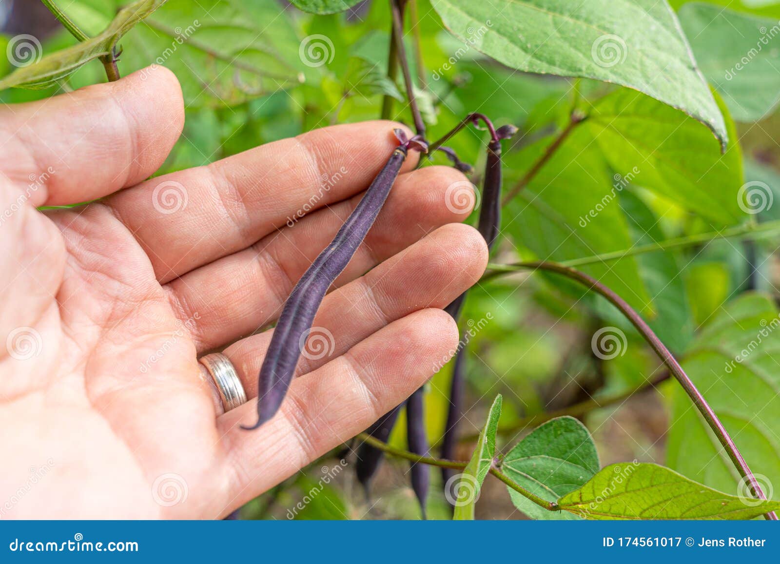 Bean Plant Lies in One Hand in the Garden Stock Image Image of bean
