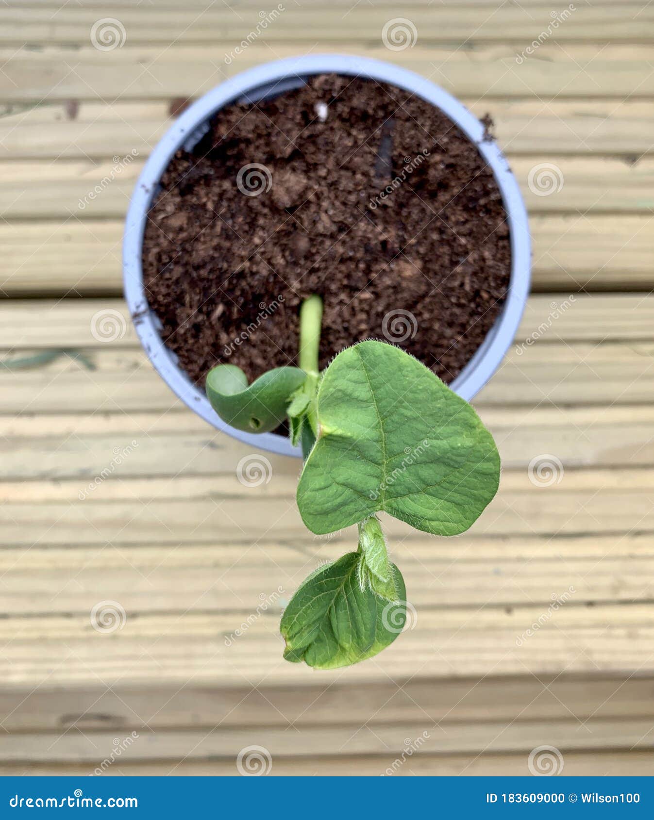 Bean plant seedling stock photo. Image of seed, soil 183609000