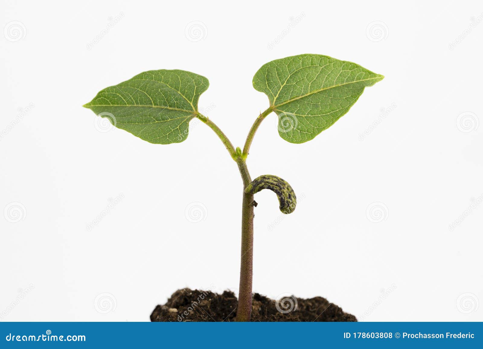 Bean Plant on White Background Stock Photo Image of seedling, grown