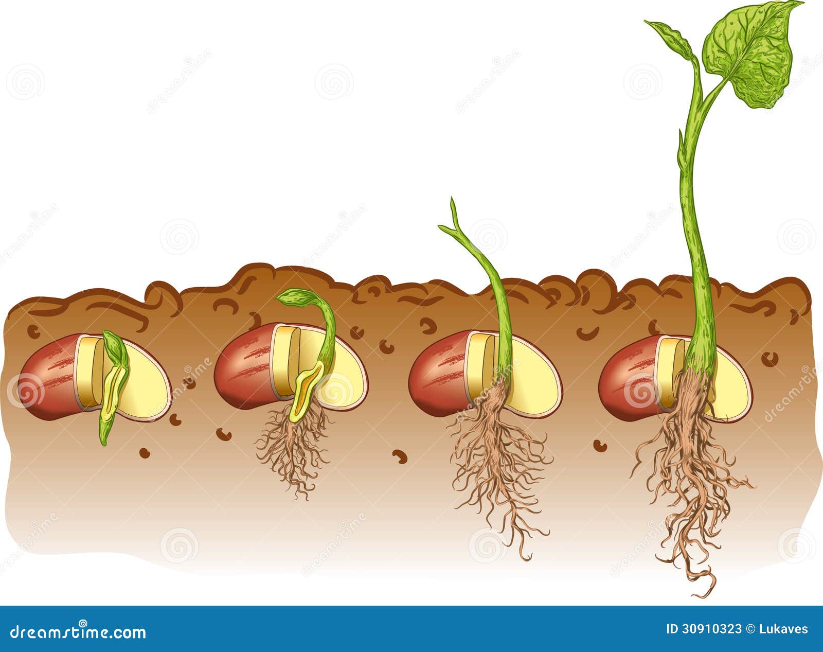 Bean Seed Cartoon Vector | CartoonDealer.com #30910323