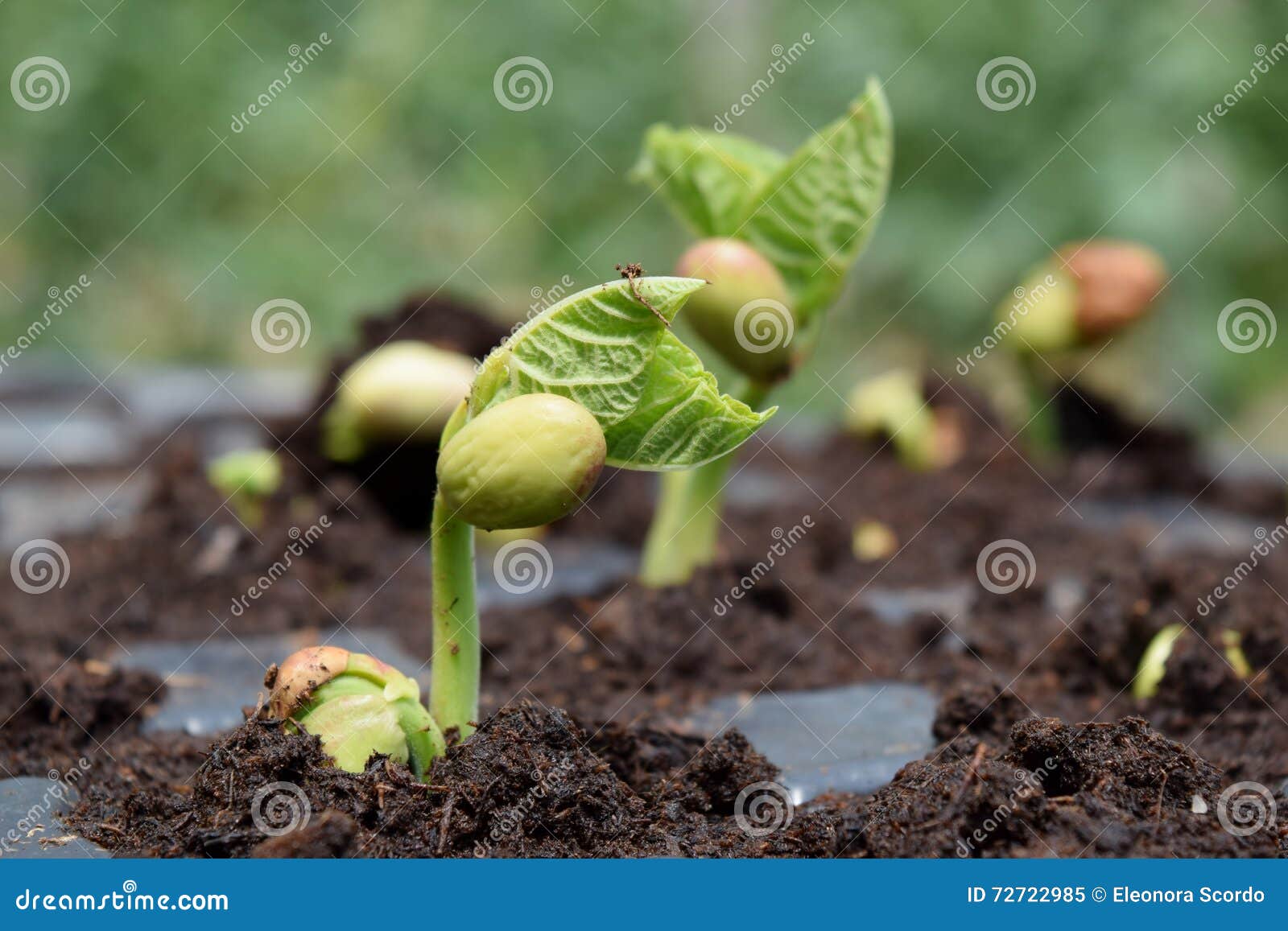 Bean seedling stock image. Image of seed, botany, leaves 72722985