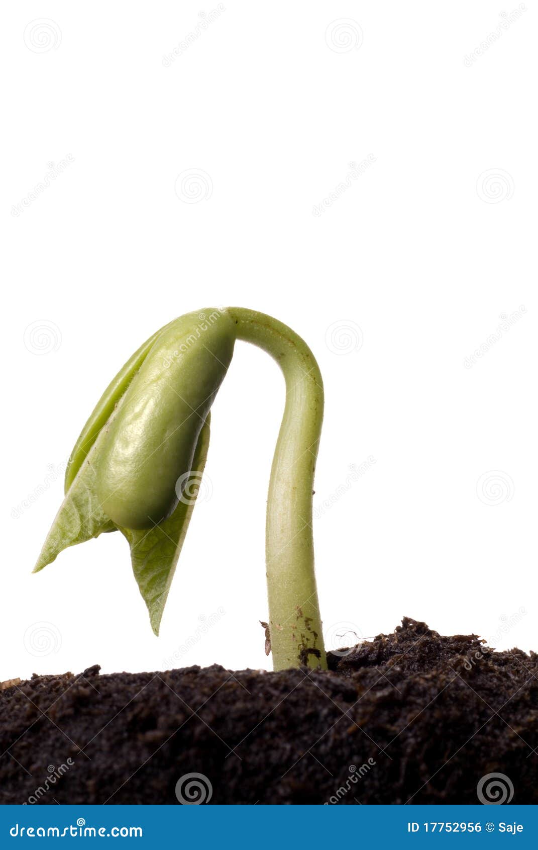 green bean seedlings green bean seedlings