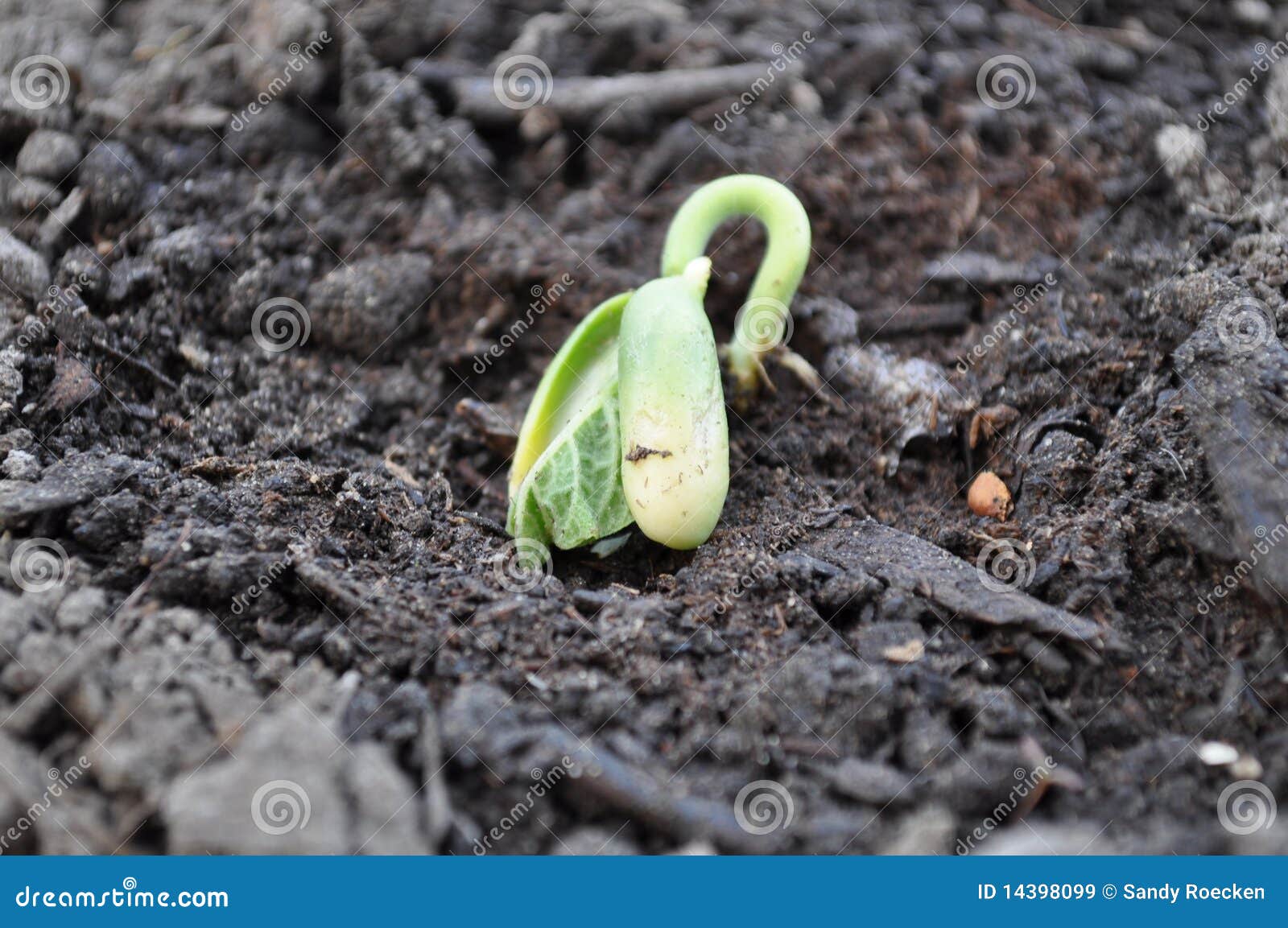 Bean Seedling Growing Out of Dirt Stock Image Image of soil, leaves