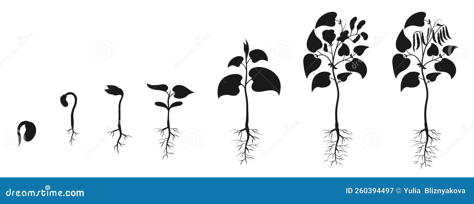 Bean Seedling Growth. Bean Seed Germination Silhouette Stock Vector