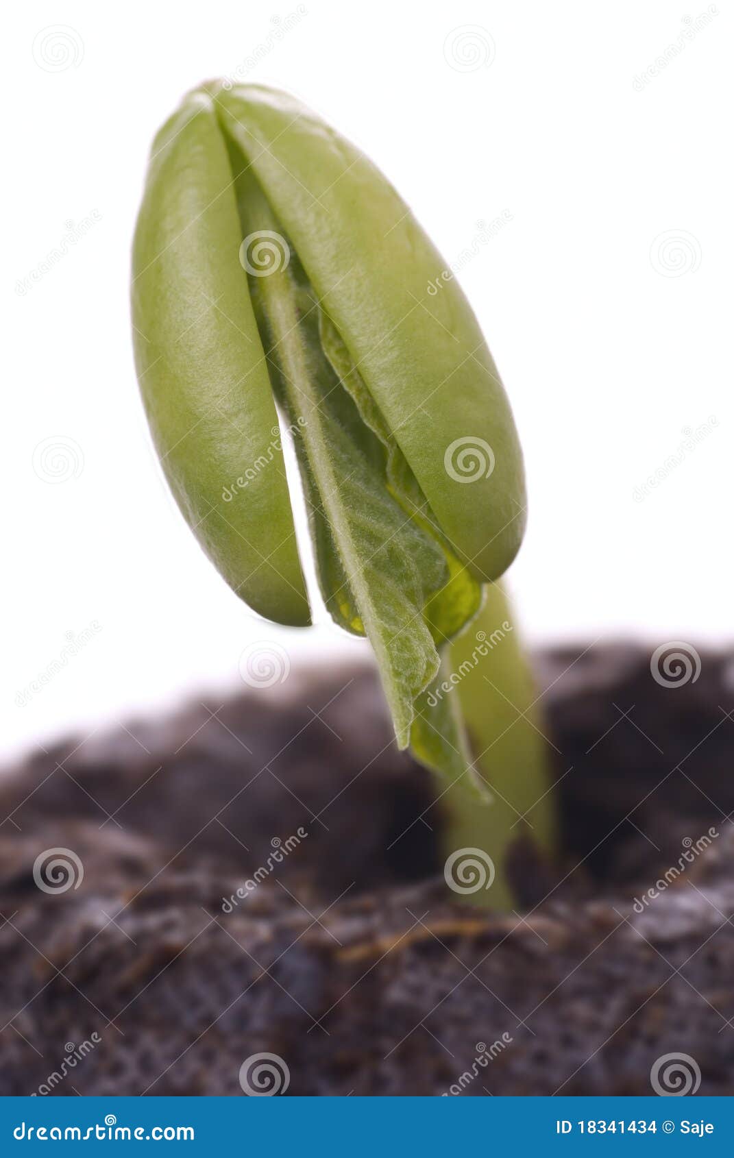 Bean Seedling Macro stock photo. Image of country, natural 18341434