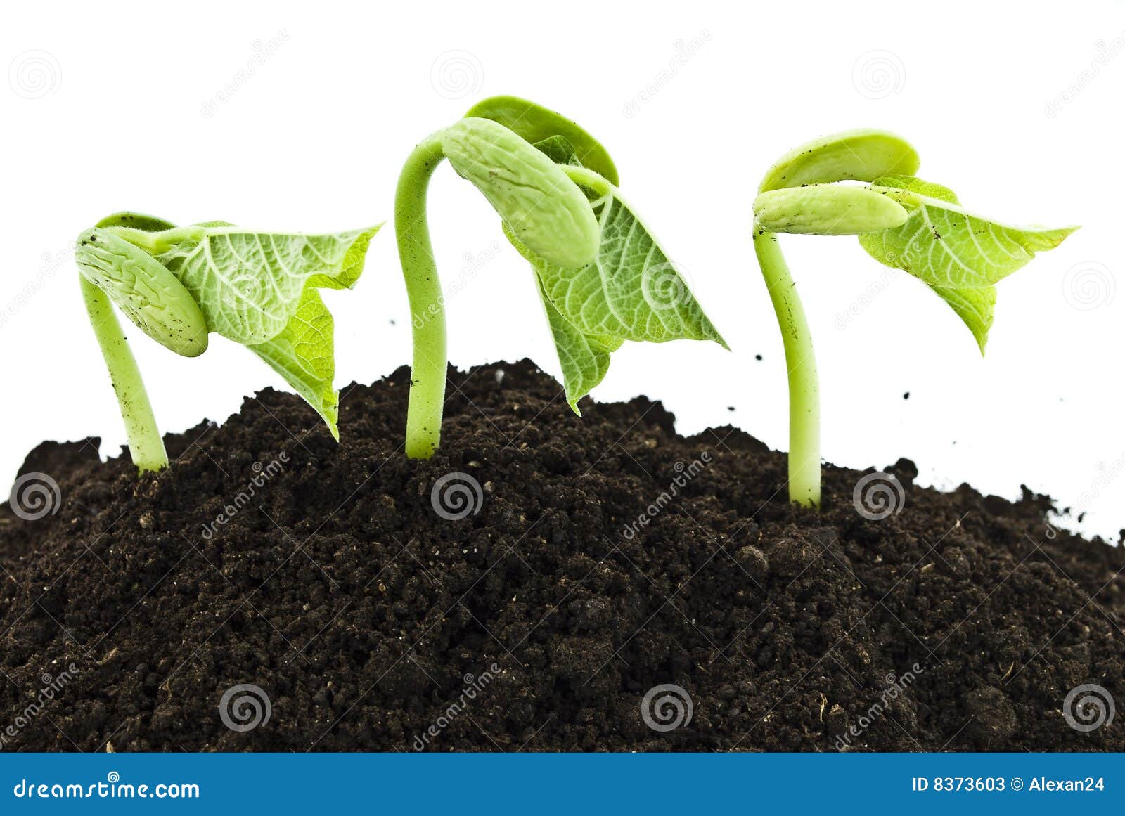 Bean Seeds Germinating Shot Stock Image Image of life, plant 8373603