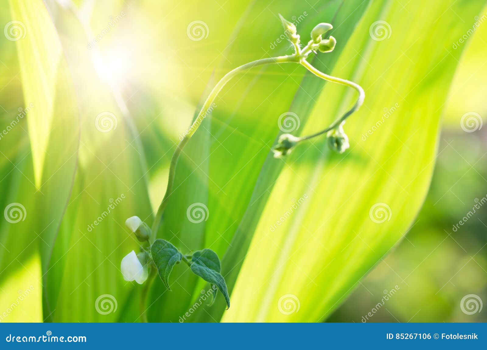 Bean Sprout and Flower in the Spring Stock Photo Image of plants, garden 85267106