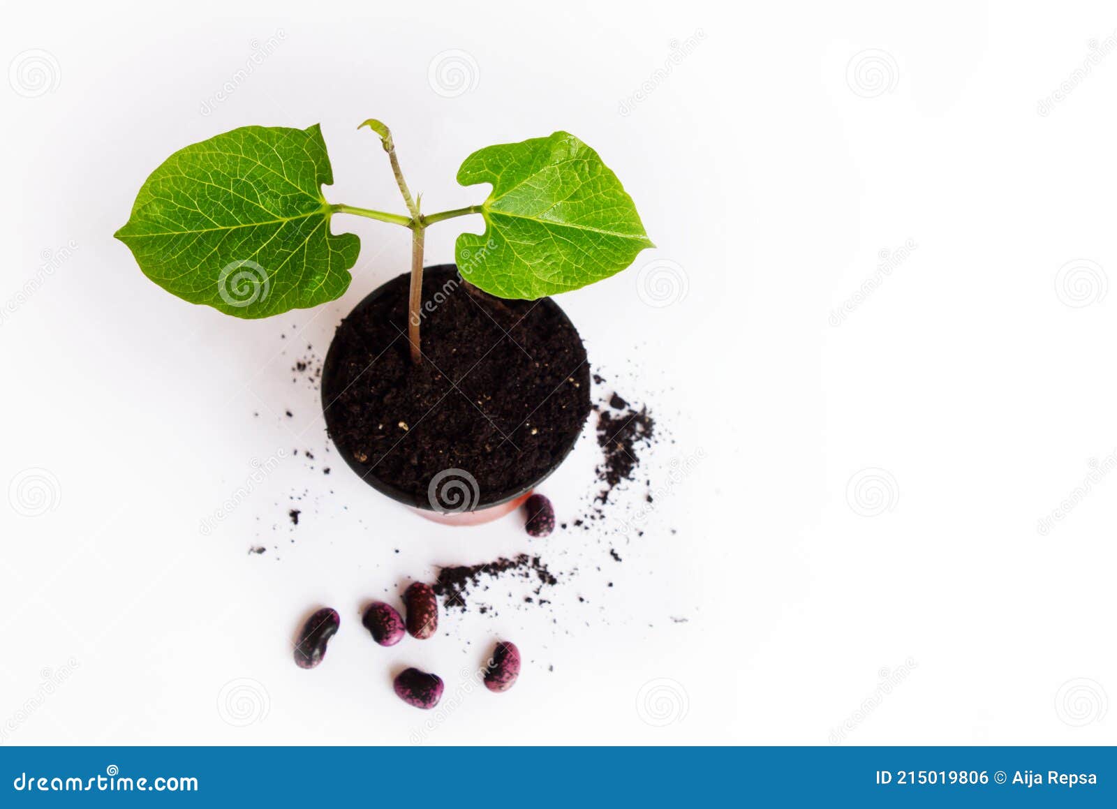 Bean Sprout Potted, with Beans on White Background Stock Photo Image