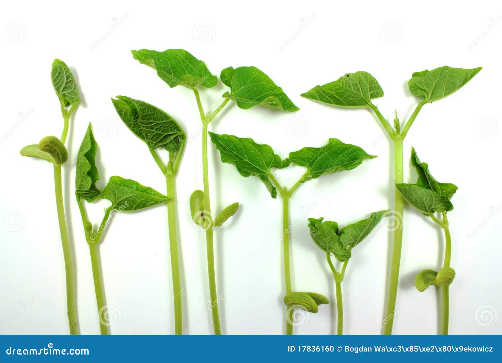 Bean sprouts stock photo. Image of soil, emerging, germinate 17836160