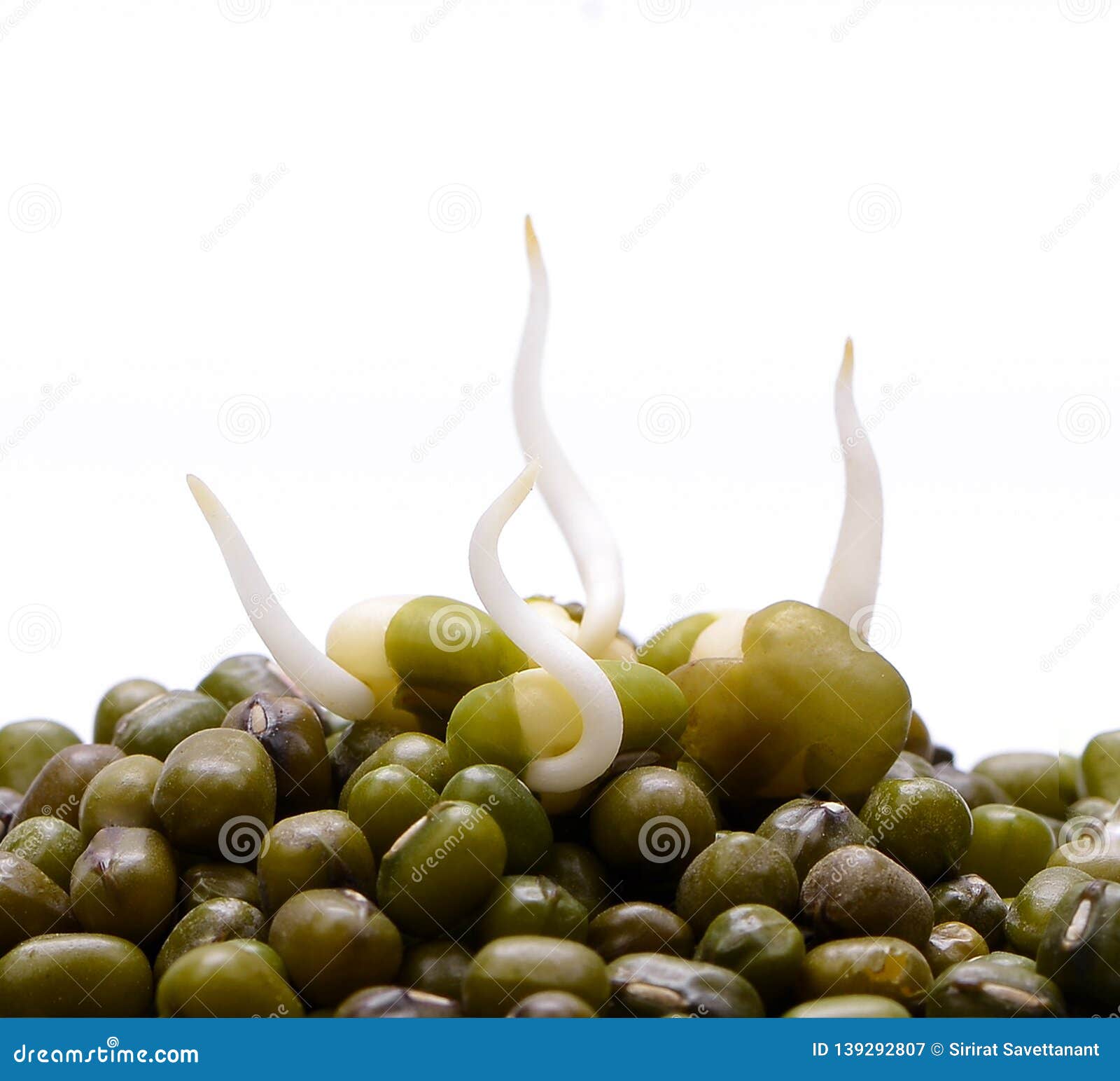 Bean Sprouts ,Baby Beans on White Background Stock Image Image of