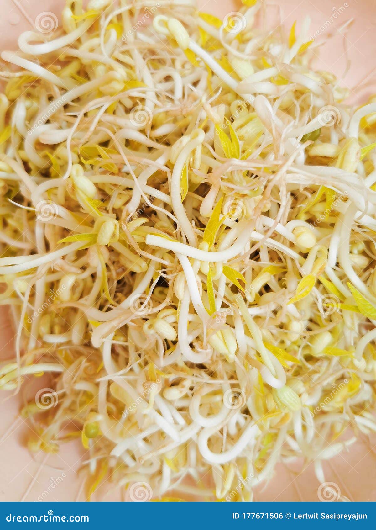 Bean Sprouts, Healthy Fresh Vegatable Sources Stock Photo Image of
