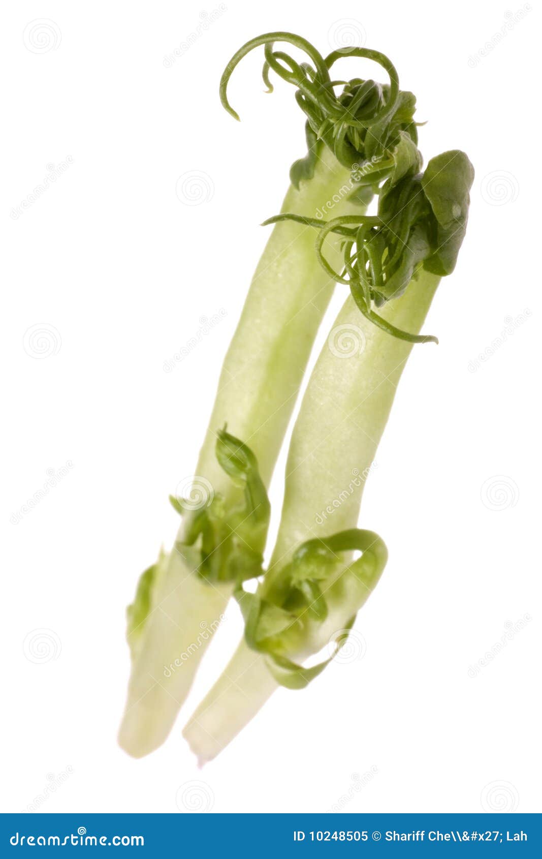 Bean Sprouts Isolated stock image. Image of isolated 10248505