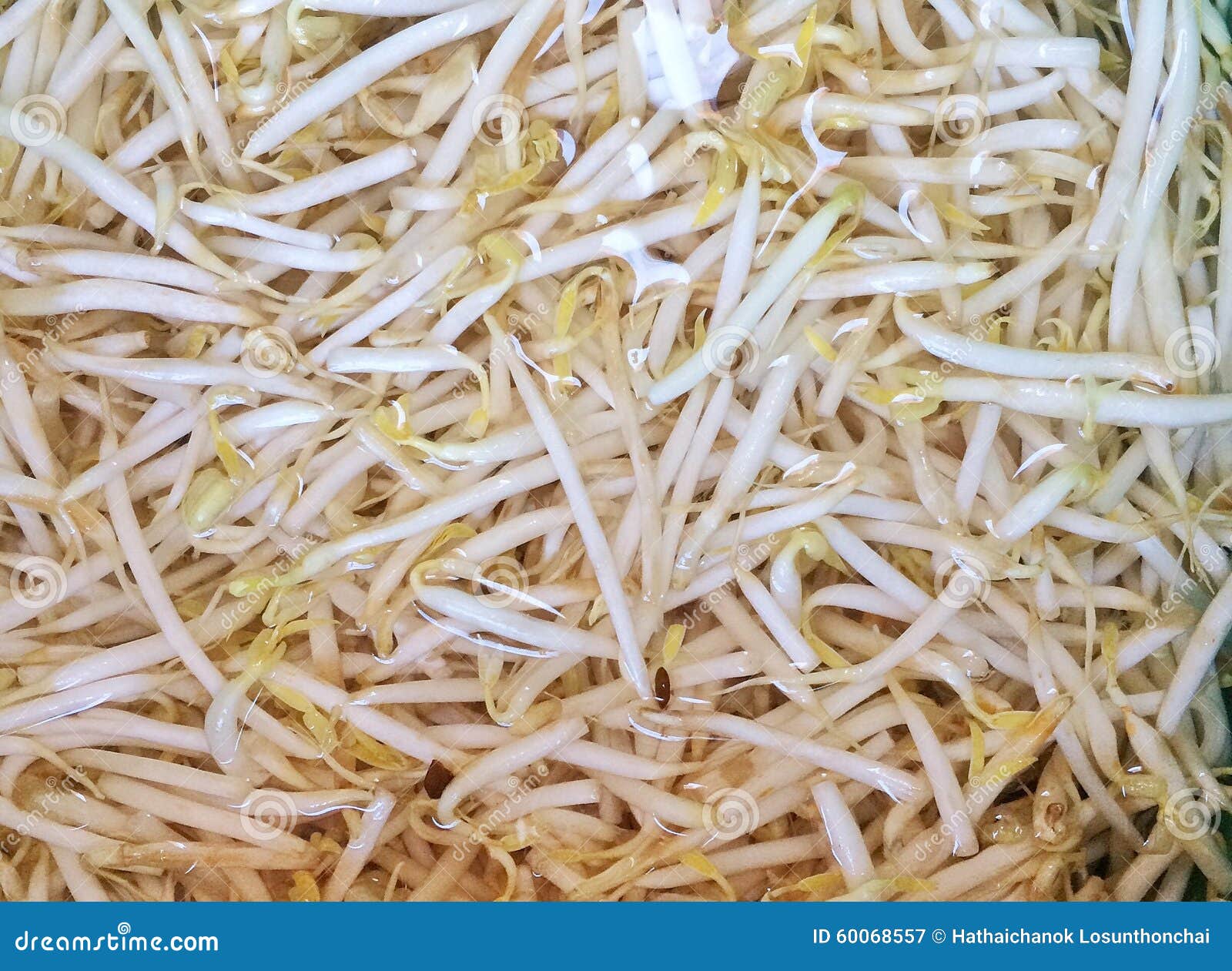 Bean sprouts stock image. Image of water, wash, sprouts 60068557