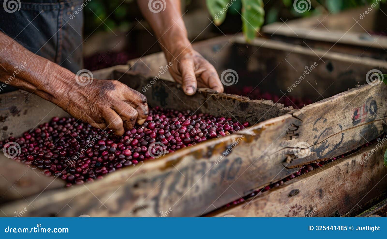 the beans are carefully scooped out of the pods and p in wooden crates for fermentation