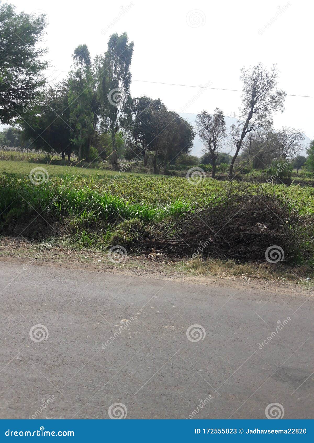 Beans Crop Plants Growing in Indian Farm Stock Image Image of fresh