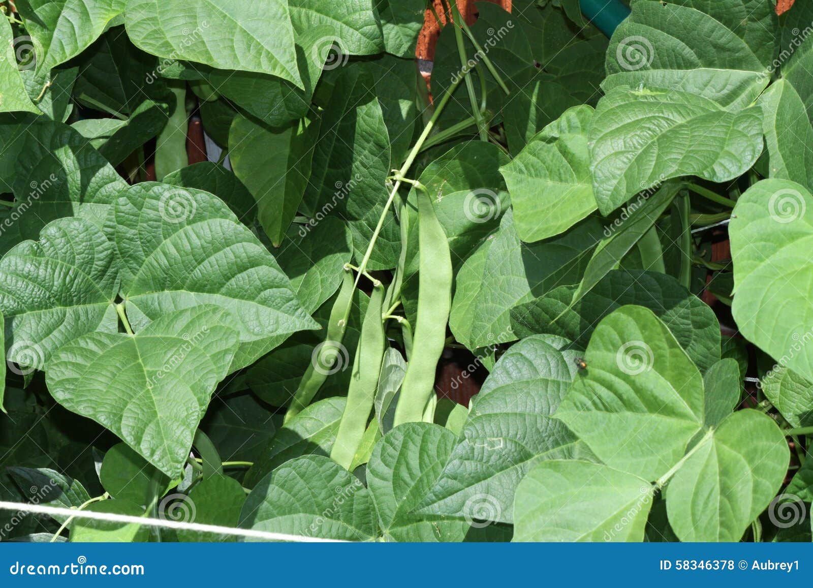 Beans, Green Growing on Vine Stock Photo Image of harvest, vine 58346378