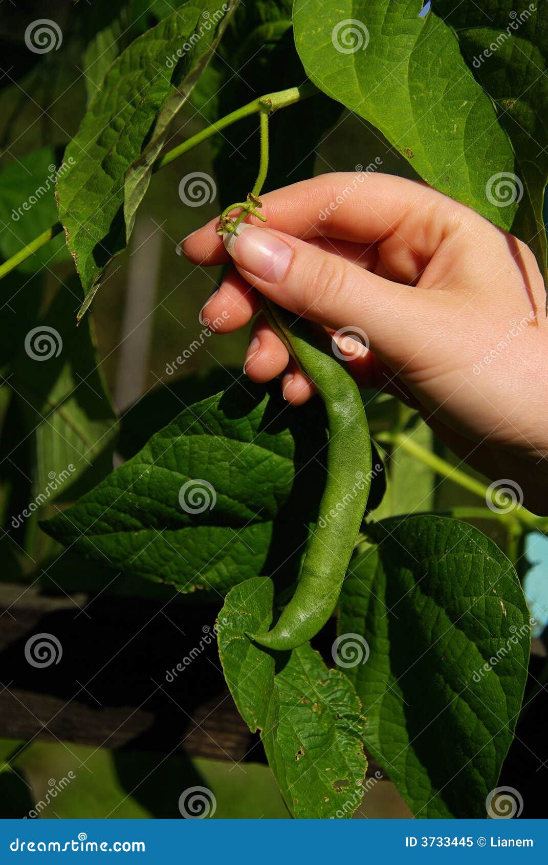 Beans harvest 04 stock image. Image of fresh, hobby, farmer 3733445