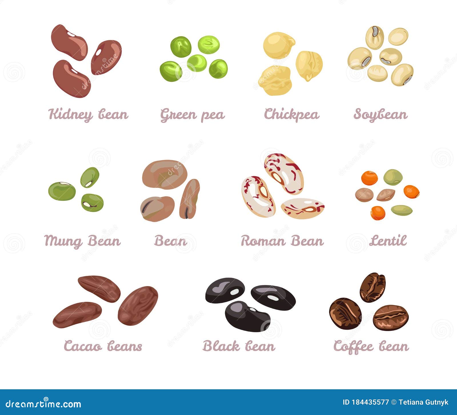 beans and legumes set.   of different beans