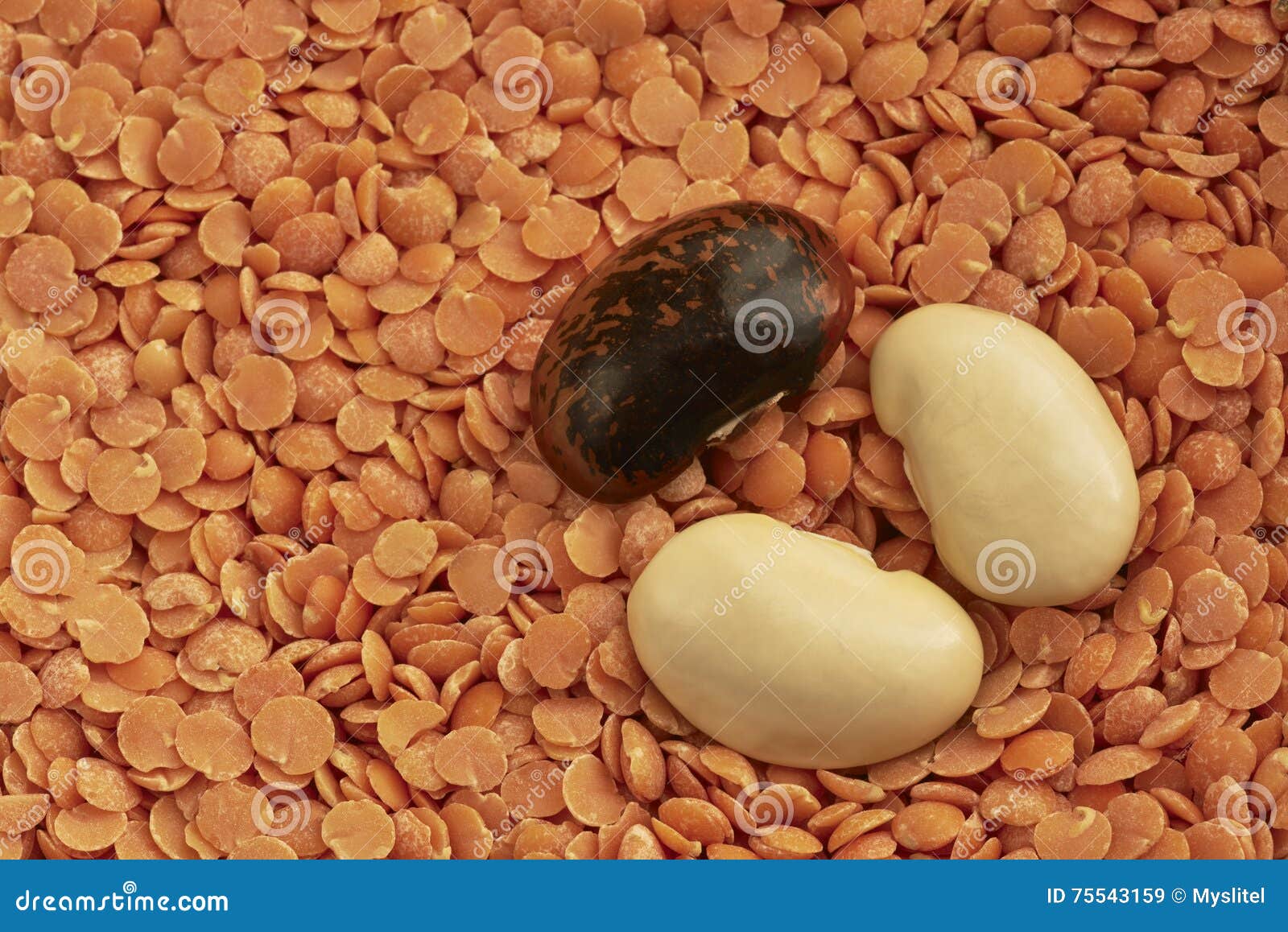 Beans and lentils stock image. Image of closeup, close 75543159