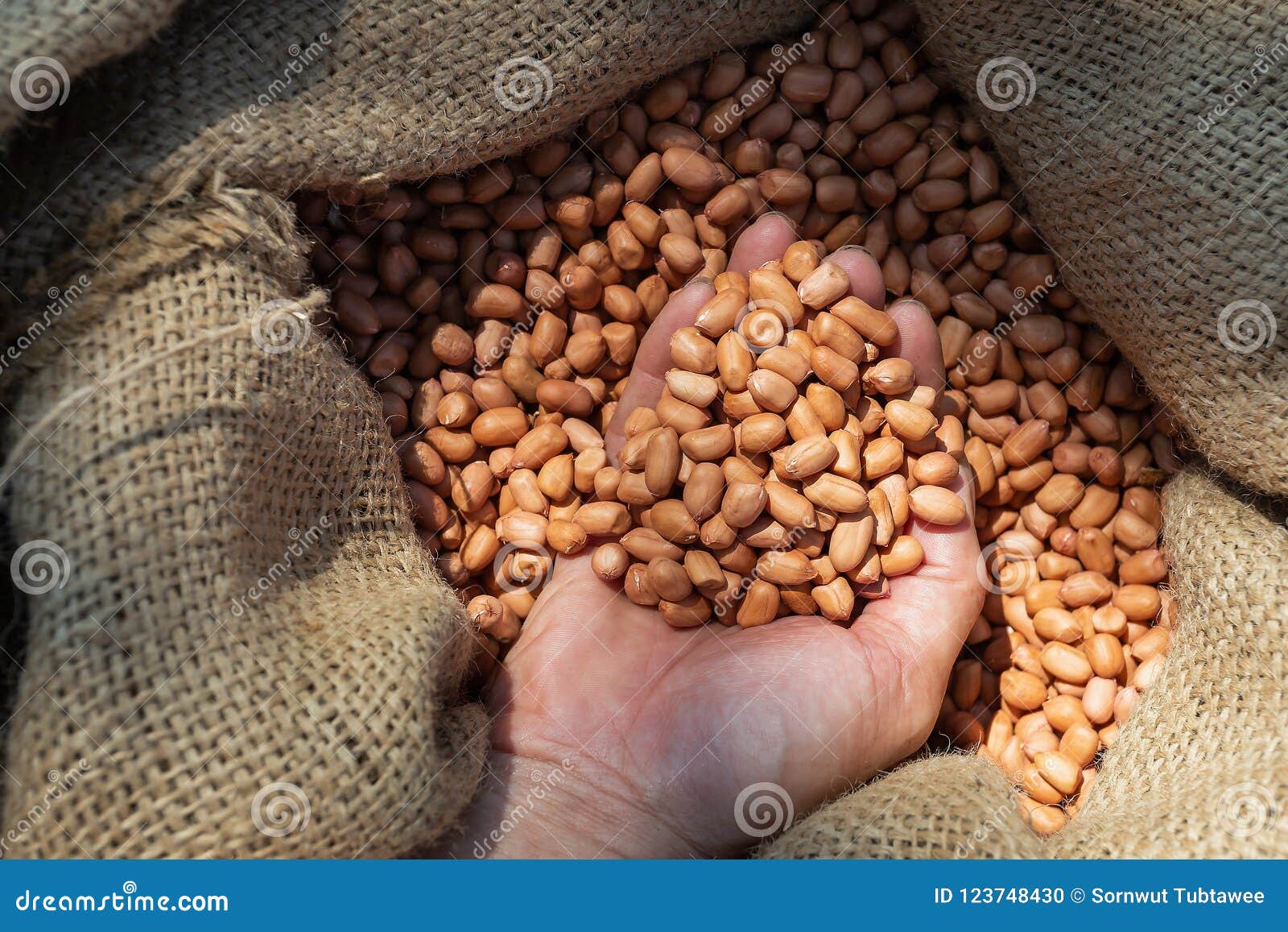 Salted Virginia Peanuts Refill (16 oz) | Whitleys Peanut Factory