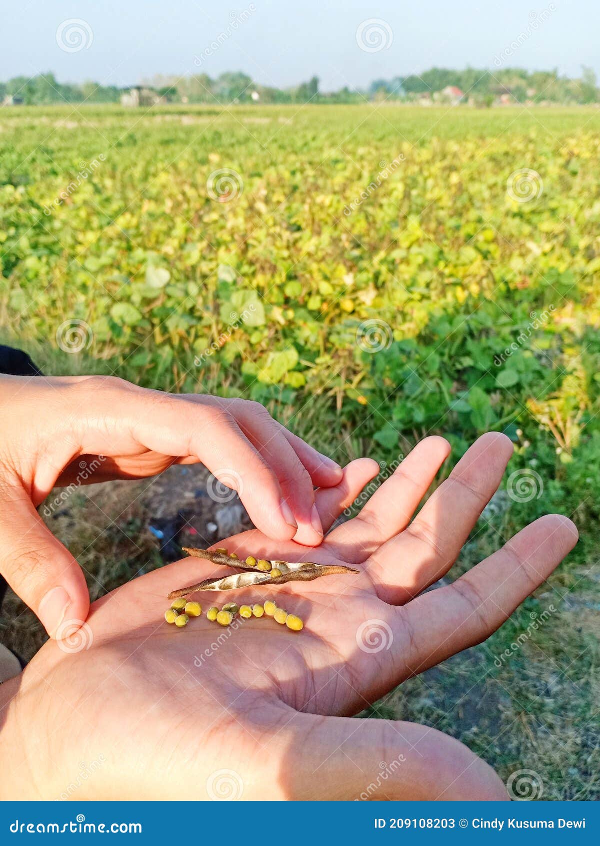 Beans plant stock image. Image of lawn, food, field 209108203