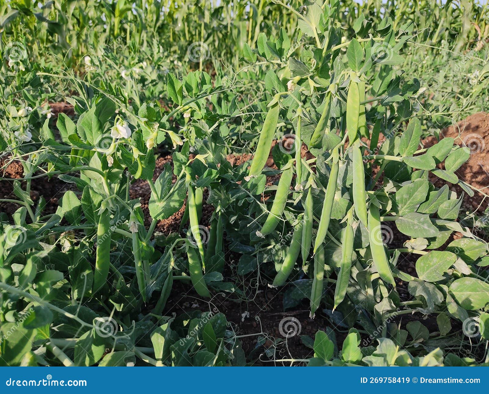 Beans plant with flowers stock image. Image of flower 269758419