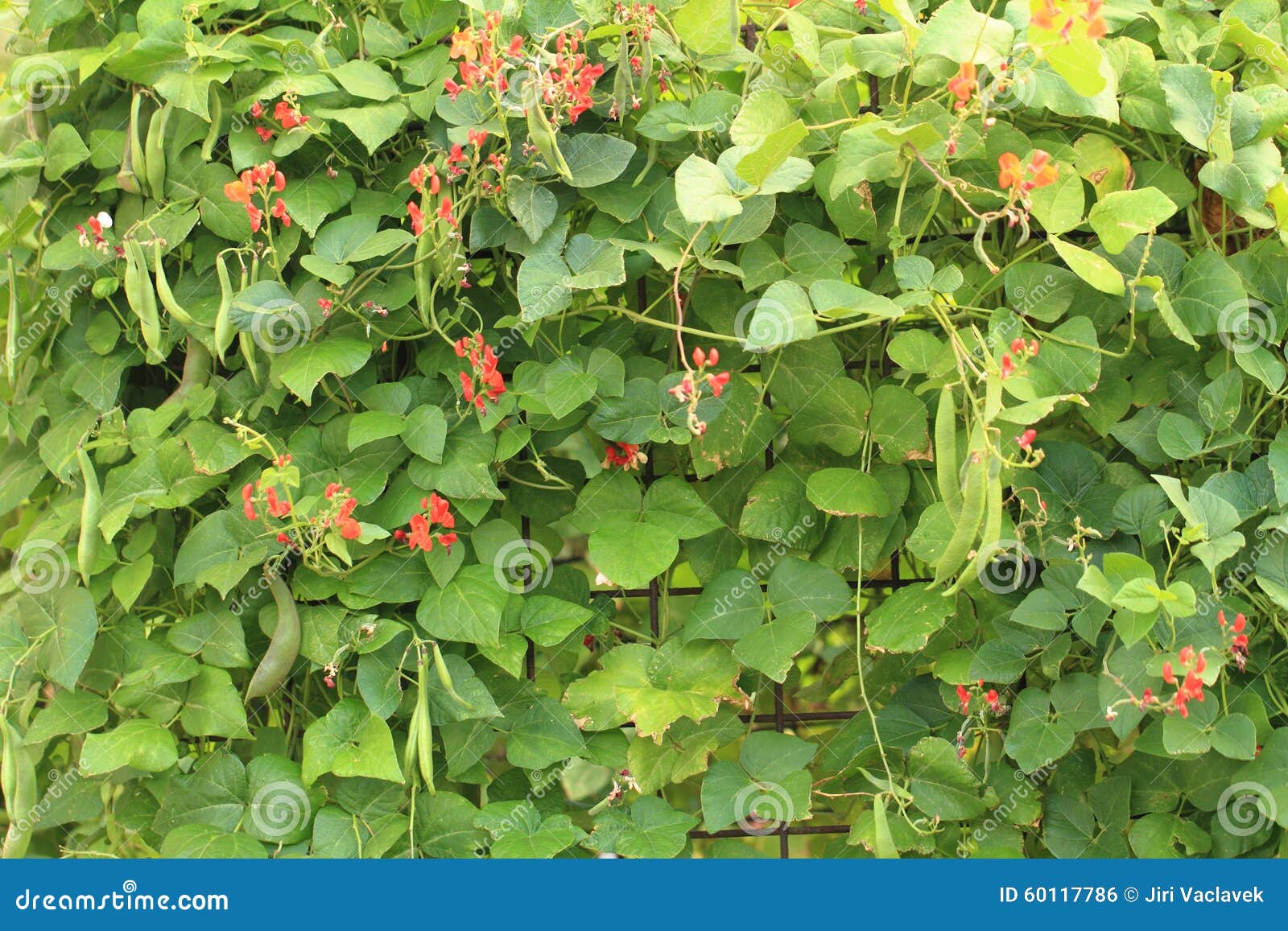 Beans plants flowers stock photo. Image of crop, decorative 60117786