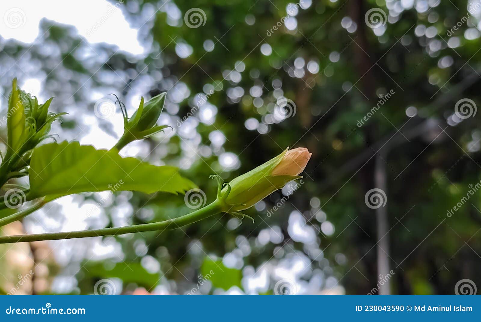 beans on a tree. bud of hibiscus rosa-sinesis.