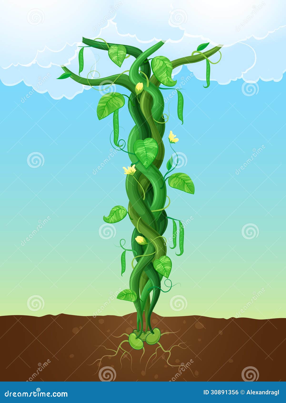 the beanstalk