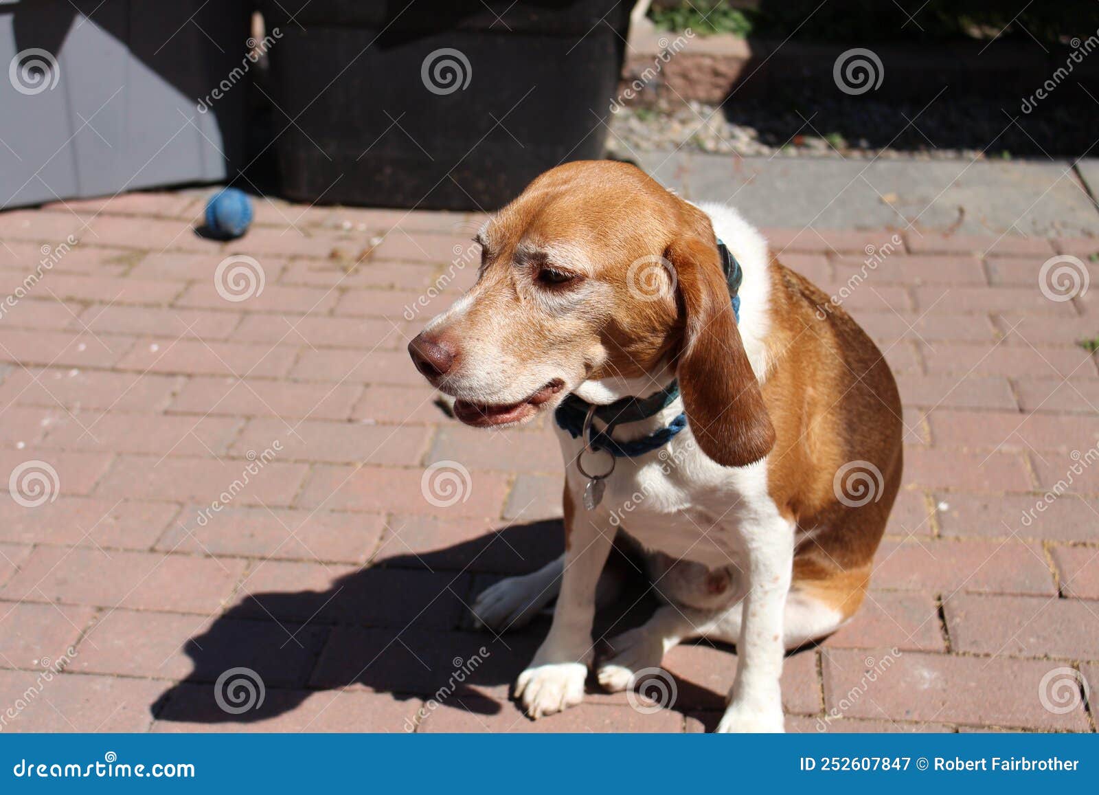 Beansy Puppy Panting Hard Sitting in the Sun Stock Image - Image of ...