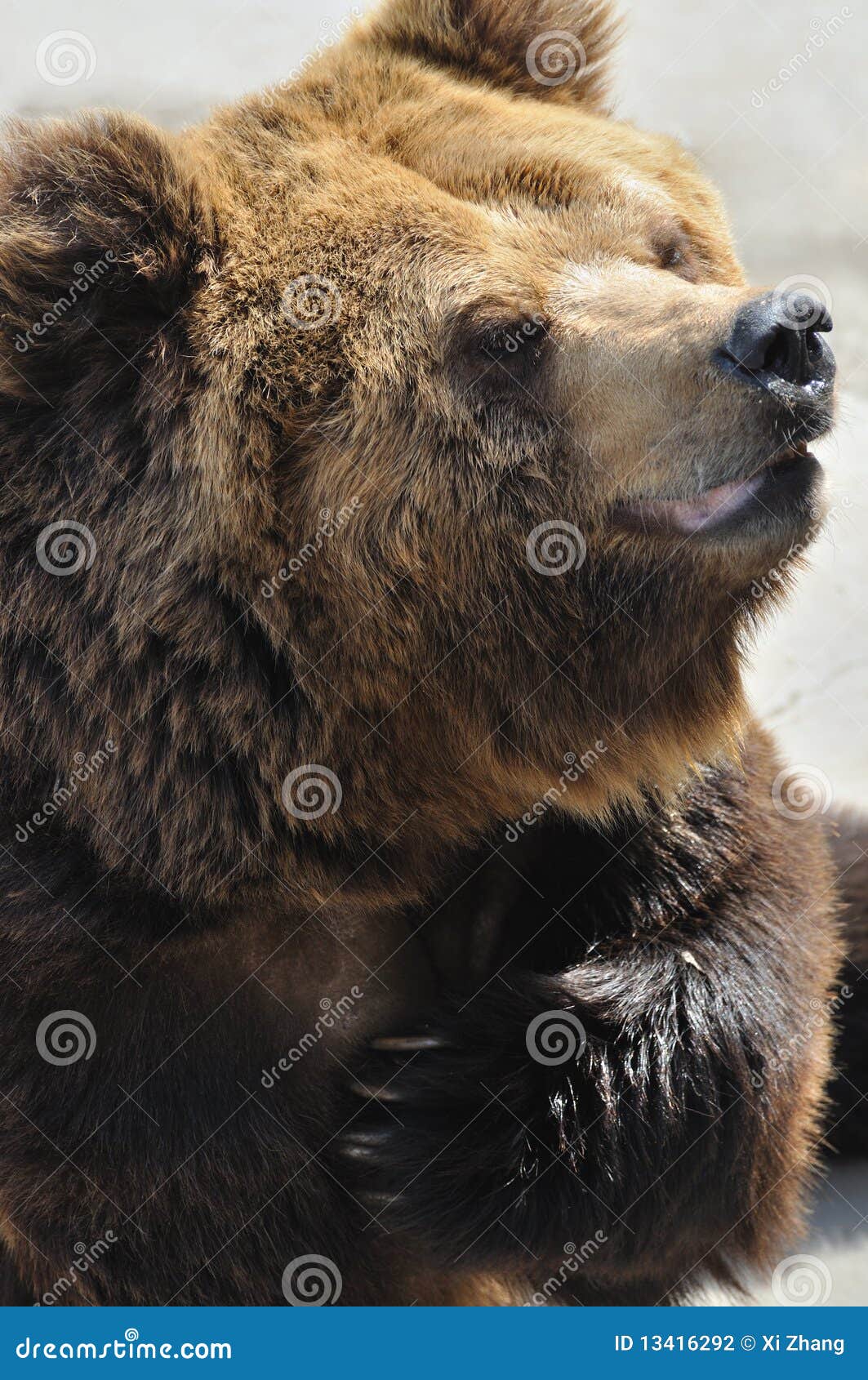 bear snores on animals bear snores on animals