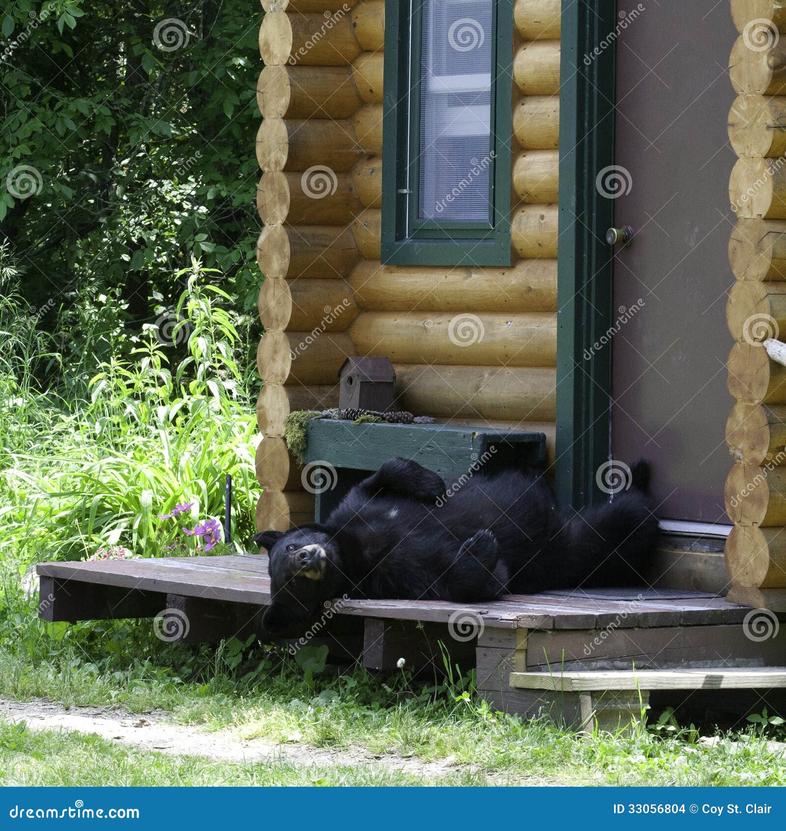 Bear Cabin Porch Stock Photos Free & RoyaltyFree Stock Photos from Dreamstime