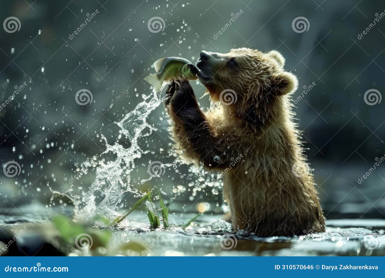bear catching fish: national geographic shot