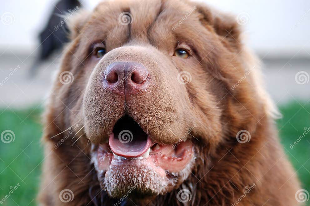 Bear Coat Shar Pei Portrait Stock Image Image of traditional, sharpei
